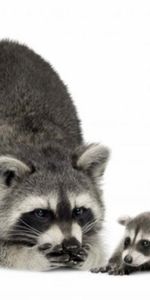 Animals,Raccoons