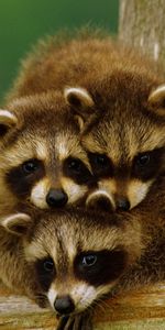 Animals,Raccoons