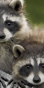 Animals,Raccoons