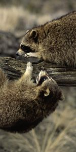 Animals,Raccoons