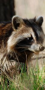 Animals,Raccoons