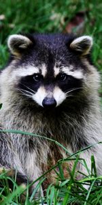 Animals,Raccoons