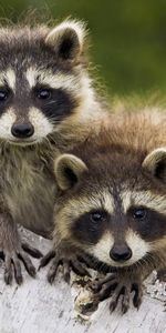 Animals,Raccoons