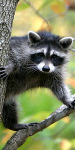 Animals,Raccoons