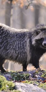 Animals,Raccoons