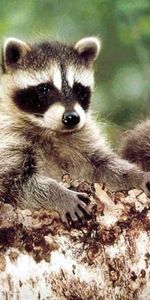 Animals,Raccoons