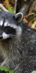 Animals,Raccoons