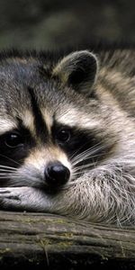 Animals,Raccoons