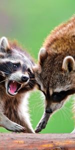 Animals,Raccoons,Pair,Fight,Open Mouth,Couple