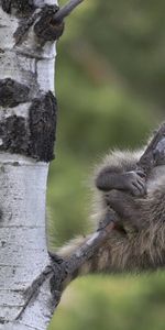 Animals,Raccoons,Wood,Sit,Pair,Tree,Branches,Couple