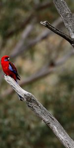 Animals,Raspberry Rosella,Rosella,Bright,Parrots,Bird