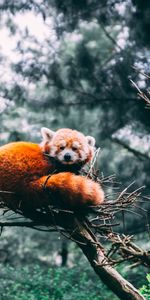 Animals,Red Panda,Little Panda,Small Panda,Wildlife,Panda