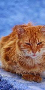 Animals,Redhead,Is Sitting,Sits,Cat