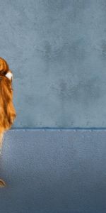 Animals,Redhead,Is Sitting,Sits,Tail,Looks,Back,Cat,Wall