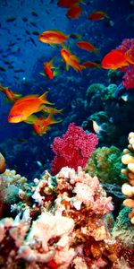 Animals,Reef,Aquarium,Fish,Coral