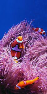 Animals,Reef,Clown Fish,Fish,Fish Clown,Coral