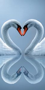 Animales,Par,Cisnes Blancos,Pareja,Corazón,Reflexión,Un Corazón