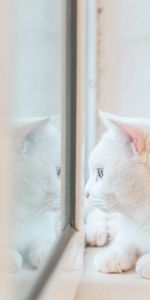 Animals,Reflection,Sight,Opinion,Window,Cat