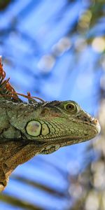 Reptil,Salamandra,Animales,Anfibio