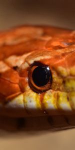 Animals,Reptile,Boa,Eyes,Snake