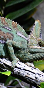 Animals,Reptile,Chameleon,Profile,Animal