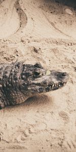 Animals,Reptile,Crocodile,Sand