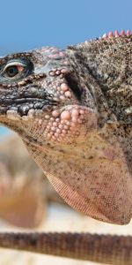 Animals,Reptile,Head,Profile,Iguana