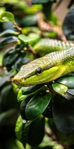 Animales,Reptil,Escamas,Escama,Serpiente