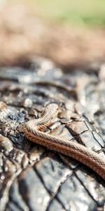 Animals,Reptiles,Macro,Crocodile,Snake