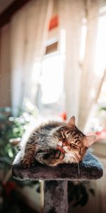 Animals,Rest,Cool,Relaxation,Cat,Funny