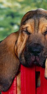 Animals,Rest,Fence,Puppy,Sleep,Eared,Relax