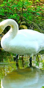 Herbe,Beau,Cygne,Blanc Comme Neige,Animaux,Rivières,Belle