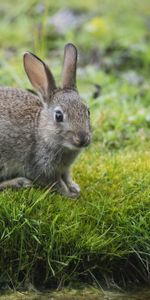 Animals,Rivers,Grass,Sight,Opinion,Rabbit,Hare