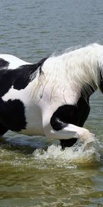 Animaux,À Pois,Boutonneux,Beau,Flâner,Rivières,Belle,Promenade,Cheval