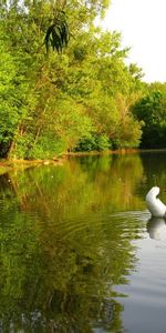 Cygnes,Animaux,Oiseaux,Rivières