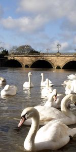 Cygnes,Beaucoup De,Multitude,Animaux,Rivières,Pont