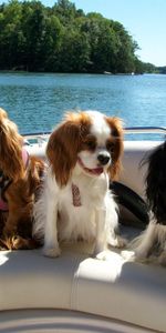 Trois,Coupeur,Animaux,Rivières,Un Bateau,Nager,Bateau,Chiens