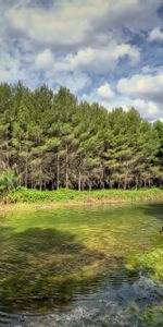 Árboles,Paisaje,Ríos,Animales,Caballos