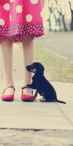 Animals,Road,Legs,Puppy,Fidelity