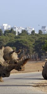 Animales,Paseo,Una Familia,Rinocerontes,Camino,Familia