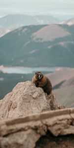 Animals,Rock,Animal,Stone,Wildlife,Beaver