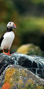 Animals,Rock,Bird,Beak,Stone,Toucan