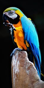 Pájaro,Abigarrado,Piedra,Una Roca,Animales,Loros,Guacamayo,Multicolor