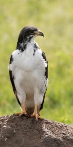 Un Rocher,Buse Australienne,Buse,Pierre,Animaux,Prédateur,Oiseau