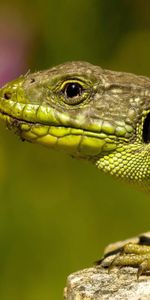 Animales,Color,Piedra,Lagarto,Reptil,Cabeza,Gatear,Una Roca,Lagartija