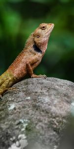 Lézard,Un Rocher,Amphibie,Amphibien,Animaux,Pierre,Reptile