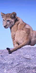 Un Rocher,Pierre,Animaux,Lionceau,Lion,Prédateur