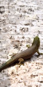 Lézard,Un Rocher,Dos,Précédent,Animaux,Taches,Pierre,Reptile