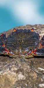 Animales,Piedra,Una Roca,Garras,Cangrejo