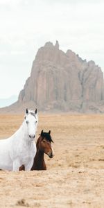 Скалы,Животные,Песок,Лошадь,Лошади